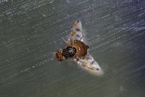 Réf. 224 640 : Ceratitis capitata